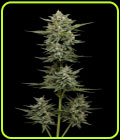 SALE - Vanilla Latte Autoflower - Humboldt Seed Company - Humboldt Seed Company