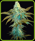 Vanilla Sundae - TH Seeds