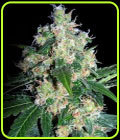 Velvet Bud - Seedsman Seeds