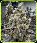 Velvet Kosher - Old School Genetics