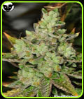 Venom OG - Rare Dankness Seeds