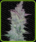 Vertigo - Paradise Seeds