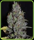 Viagrra - VIP Seeds