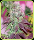 Violet Cookies - True Canna Genetics