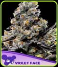 Violet Face - Anesia Seeds