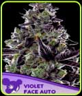 Violet Face Auto - Anesia Seeds