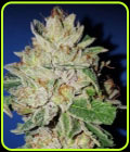 Violet Kush - Garden of Green