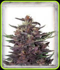 Violet Kush Auto - Garden of Green