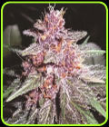 Violeta - Ace Seed bank