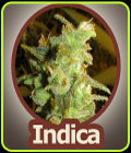 Viper - John Sinclair Seeds