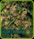 Vision Critical Auto - Vision Seeds