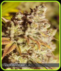 Vision Gorilla - Vision Seeds