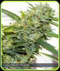 Vision Kosher - Vision Seeds