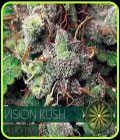 Vision Kush Auto - Vision Seeds