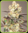Vitamin Z - Grounded Genetics