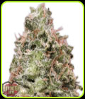 Waist Deep Auto - Heavyweight Seeds