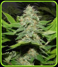Walker Kush - Rare Dankness Seeds