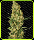 Wappa - Paradise Seeds