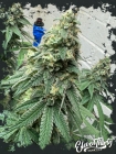 WarHeadz - ElevenThirty Genetics