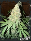 War Headz Auto - ElevenThirty Genetics