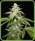 WaterMelon Ultra - TH Seeds