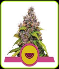 Watermelon - Royal Queen Seeds