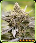 Watermelon Auto - PowerStrains