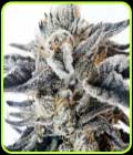 Watermelon Blast - Tiki Madman Seeds