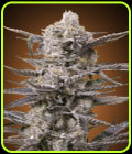 Watermelon OG - Advanced Seeds
