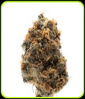 Watermelon Punch Autoflower - Growers Choice