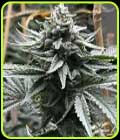 Watermelon Zaza S1 - Tiki Madman Seeds