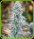 Watermelon Zkittlez S1 - Purple City Genetics