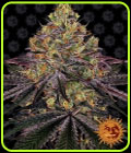 Watermelon Zkittlez - Barneys Farm Seeds