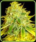 Watermelon Zkittles - BSB Genetics