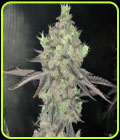 Watzapp - Spitfire Genetics