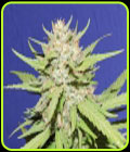 Wedding Cake - Original Sensible Seeds