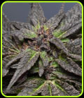 Wedding Cake - Medicann Seeds