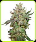 Wedding Cake - Seed Stockers