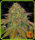 Wedding Cake - Barneys Farm Seeds