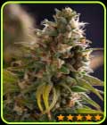 Wedding Cake - PowerStrains