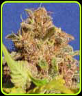 Wedding Cake Auto - Original Sensible Seeds