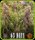 Wedding Cake Auto - Barneys Farm Seeds