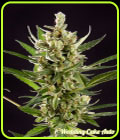 Wedding Cake Auto - Philosopher Seeds