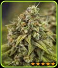 Wedding Cake Auto - PowerStrains