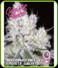 Wedding Cake x Frosty Gelato - Growers Choice