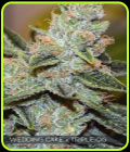 Wedding Cake x Triple OG - Vision Seeds