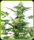 Wedding Cheesecake - White Label Seeds