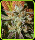Wedding Cookies - Original Sensible Seeds