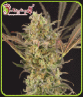 Wedding Flowers - Dr Krippling Seeds