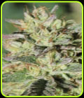 Wedding Tree - Humboldt Seed Company